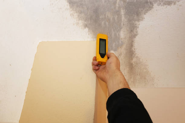Best Residential Mold Inspection & Testing  in Magnolia, NJ