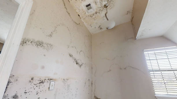 Best Basement Mold Removal  in Magnolia, NJ