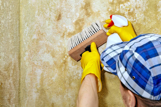 Best Real Estate Mold Inspection  in Magnolia, NJ