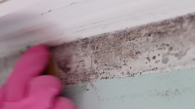 Best Black Mold Removal  in Magnolia, NJ